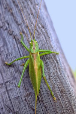 Günlük closeup böcek üzerinde büyük yeşil çekirge