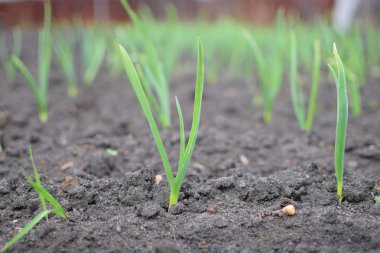 Bahçesinde Bahar, sıfırdan küçük yeşil soğan