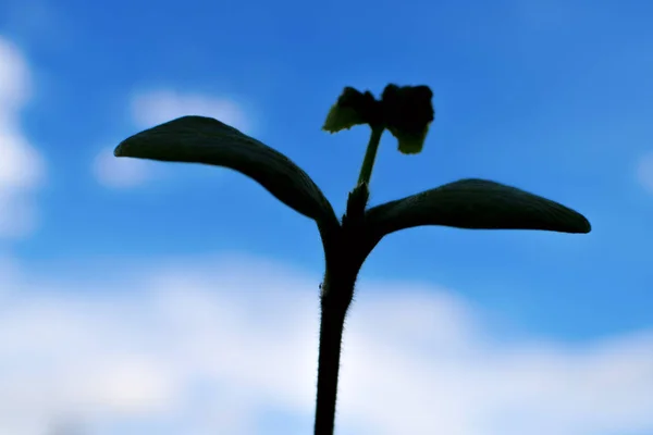 꽃잎과 푸른 하늘에 대 한 식물 실루엣 — 스톡 사진