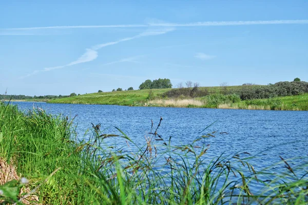 View through reeds near river and green meadow with clear sky at summer — Stock Photo, Image