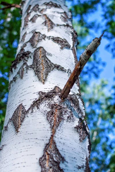 Ramo di betulla con bella corteccia in foresta all'estate — Foto Stock