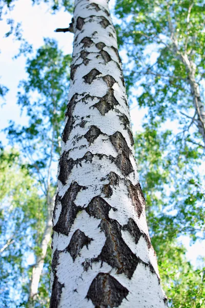 Incredibile struttura a forma di diamante di corteccia di betulla nella foresta — Foto Stock