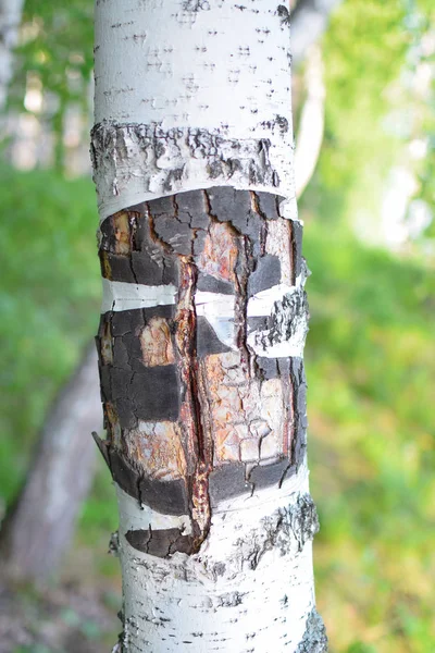 Struttura rara di corteccia di betulla in foresta all'estate — Foto Stock