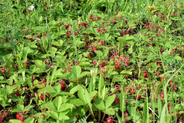 Skörd av röda jordgubbar på ängen med grönt gräs — Stockfoto