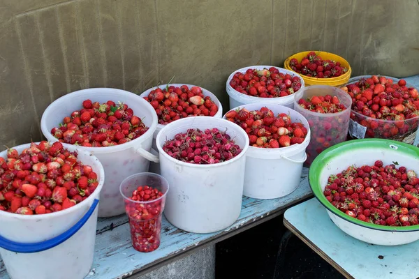 Zbiory świeżych czerwonych truskawek w wielu wiadrach w lecie w ogrodzie — Zdjęcie stockowe