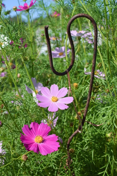 Paar rosa Ringelblumen mit Metallhaken im Garten — Stockfoto