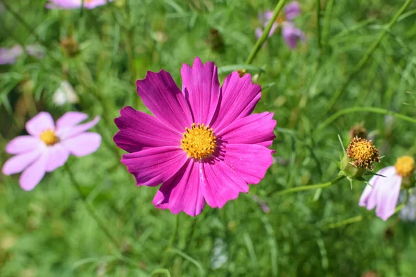 Sarı merkezi nektar havaneli ile pembe kadife çiçeği