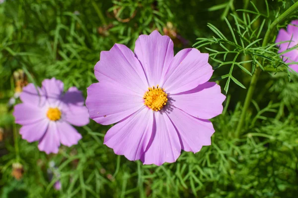 Blume der Ringelblume bei strahlendem Sonnenschein im Sommer aus nächster Nähe — Stockfoto
