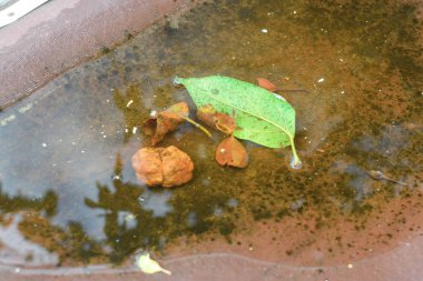 Bir yeşil yaprak ve yansımaları ile bazı eski yaprakları ile Puddle
