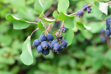 Yeşil yaprakları ile şube üzerinde olgun mavi armudu yakın çekim