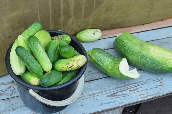 Zwarte emmer met verse groene komkommers op bankje in de tuin in de zomer — Stockfoto