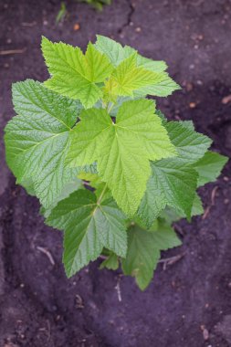 Yaz aylarında üstten parlak yeşil yaprakları ile kuş üzümü Bush