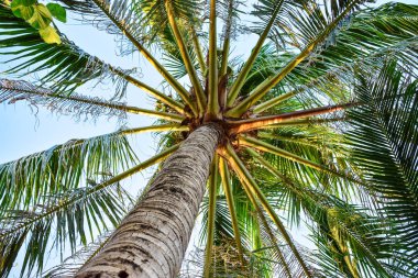 Tropik gökyüzü arka plan ile büyük gövde ve yaprakları ile uzun boylu yeşil palmiye görünümü