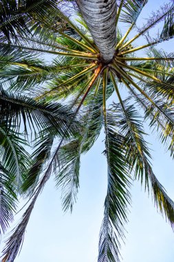 Tropik gökyüzü arka plan ile büyük yaprakları ile uzun boylu yeşil palmiye