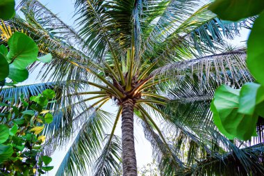 Tropik büyük yaprakları ve hindistan cevizi ile Amazing yeşil palmiye