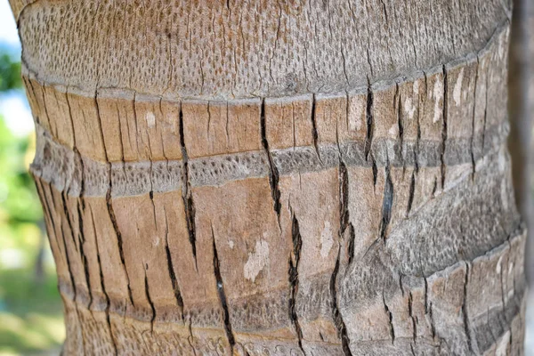 Textura de tronco de palma con grietas de cerca —  Fotos de Stock