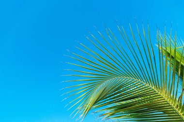 Köşede yeşil palmiye yaprağı ile berrak gökyüzü
