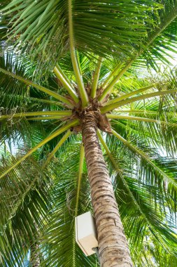 Anahtar kutusu ve büyük yeşil yaprakları ile uzun palmiye