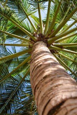 Yayılan dalları ile avuç içi alt görünümü