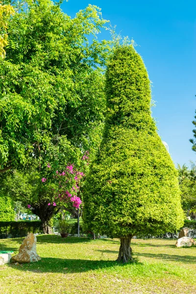 Trimmed tree of oval shape in park on sunny day