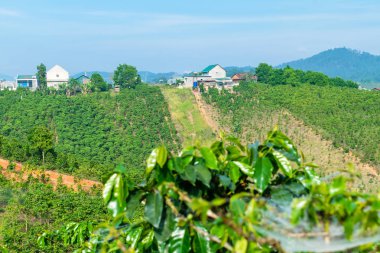 Dalat Vietnam güneş ışığı altında evleri ile bir tepede Kahve plantasyon