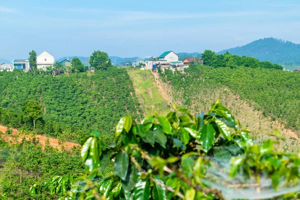 Dalat Vietnam güneş ışığı altında evleri ile bir tepede Kahve plantasyon