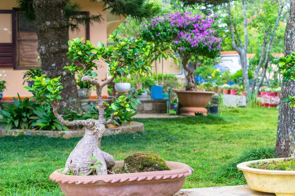 Pequeño árbol de ikebana en una olla con un tronco increíble en el parque — Foto de Stock