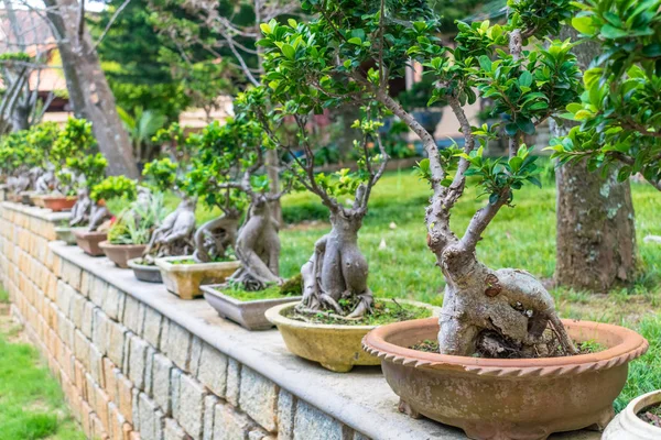 Exposición de árboles de ikebana en miniatura en macetas sobre vallas de piedra — Foto de Stock