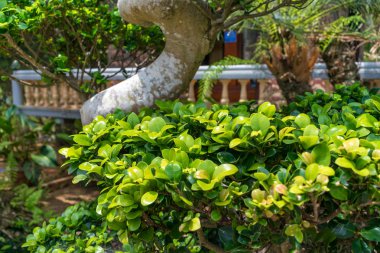 Parkta güneşin altında tropikal yapraklar