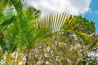 Vietnam'da bulutlar ile gökyüzüne karşı renkli palmiye yaprakları