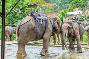 Vietnam'da triopical parkta bir sırt üzerinde eyer ile Filler