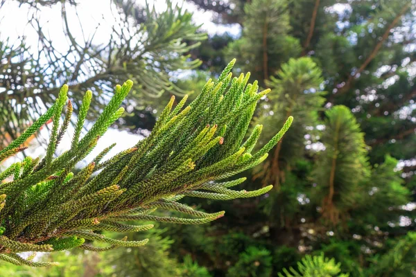 Ветвь ели с длинной иглой крупным планом — стоковое фото