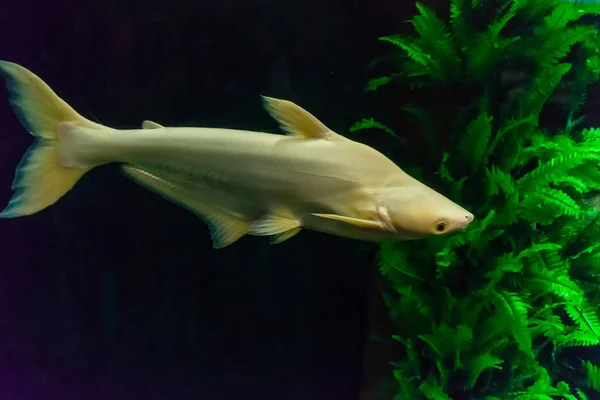 Grande peixe branco no escuro com algas verdes — Fotografia de Stock