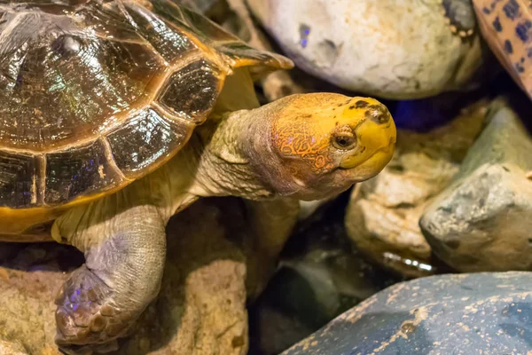 Kayalarüzerinde büyük gözlü kahverengi kaplumbağa
