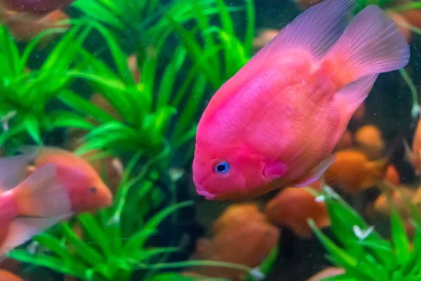 Розовая рыба с голубыми глазами между водорослями в большом аквариуме — стоковое фото