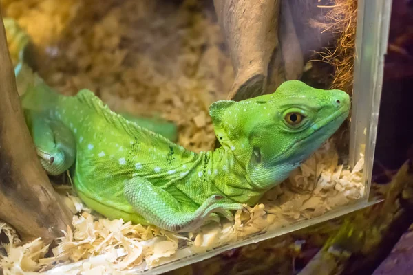 Green lizard with shrivelled skin in an aquarium on sawdust