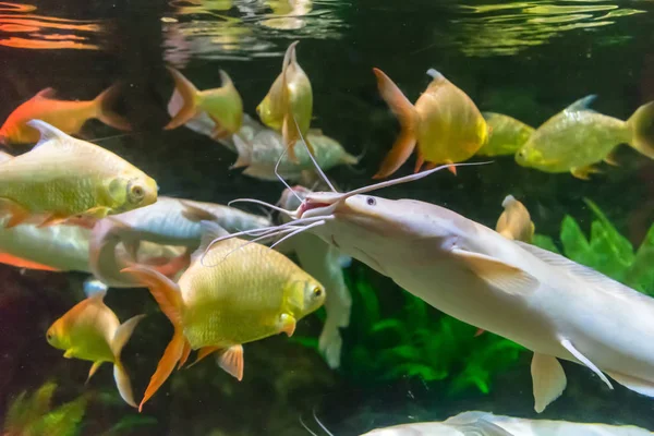 Gros poissons avec des moustaches entre les poissons jaunes dans un aquarium — Photo