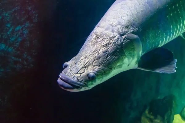 Akvaryumda kabartma ile büyük balık Başkanı