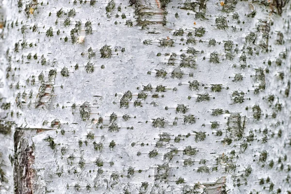 Güzel bir desen ile huş kabuğu dokusu