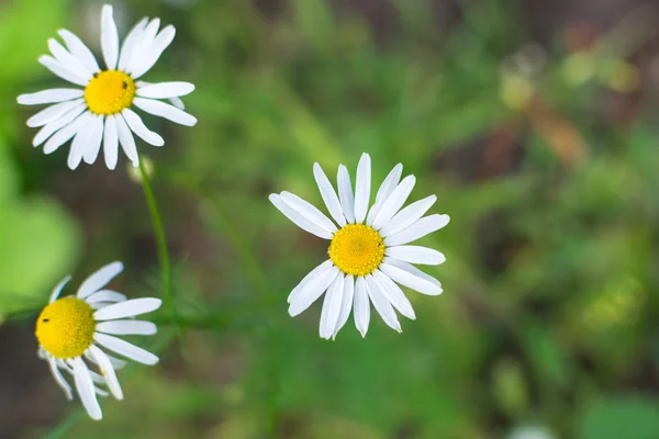 Daisy květina bez několika bílých okvětů s rozostřeného pozadím — Stock fotografie