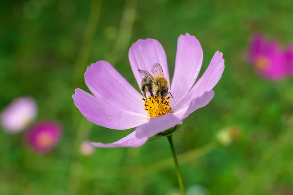 Grande hermoso abejorro en gran flor con pétalos púrpura recoge un néctar Imagen De Stock