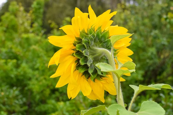 Zadní strana slunečnice se zelenými listy a žlutými lístky na zahradě na podzim — Stock fotografie