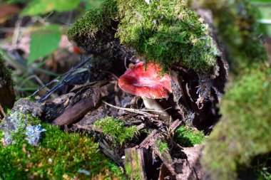 Ormanda güneşin altında bir kütük ve yeşil yosun altında Amanita