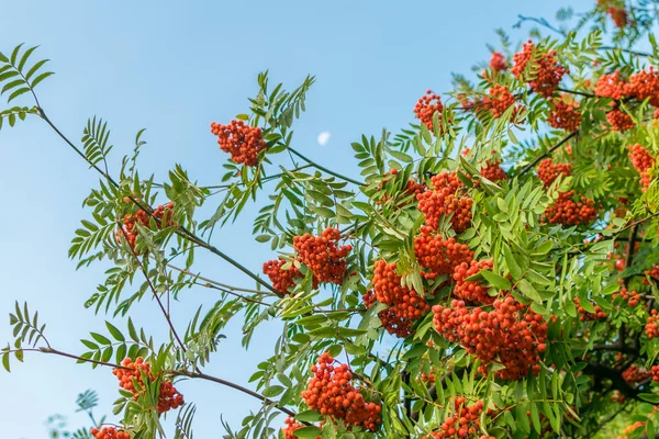 A branch of ripe red rowan against the sky in autumn — Stock Photo, Image