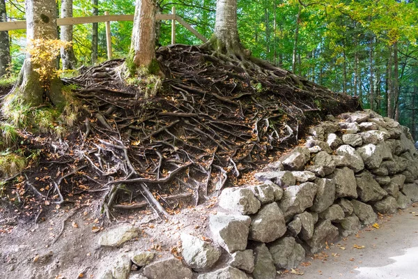 Le radici degli alberi sulla superficie della terra e un tumulo di pietra nella foresta autunnale — Foto Stock