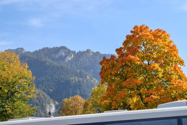 Naranja árbol de otoño en los Alpes contra un cielo azul —  Fotos de Stock