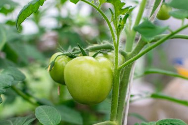 Bir serada bir dal üzerinde Yeşil parlak domates