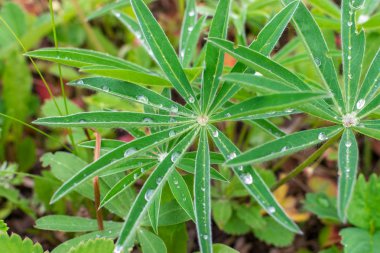 Bir yıldız şeklinde fleecy yaprakları üzerinde su birçok damla