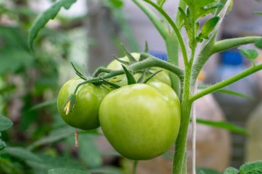 Bir serada bir dal üzerinde Yeşil parlak domates