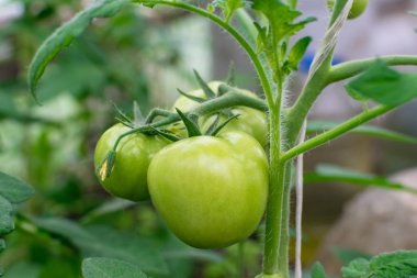 Seradaki bir dalda yeşil domatesler